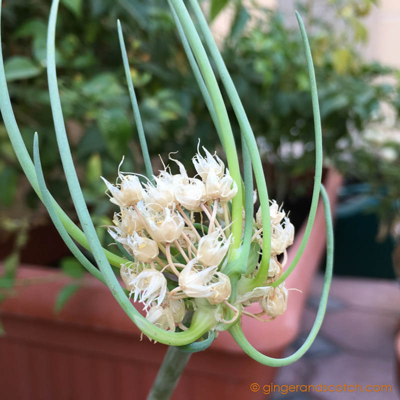 Green onion flower