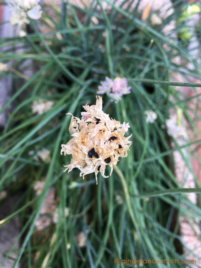 Onion Chives - Seeds on flowerheads