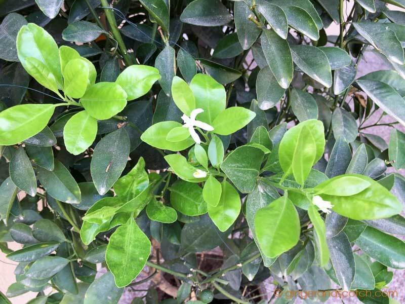 Mandarin Orange Plant - new leaf growth