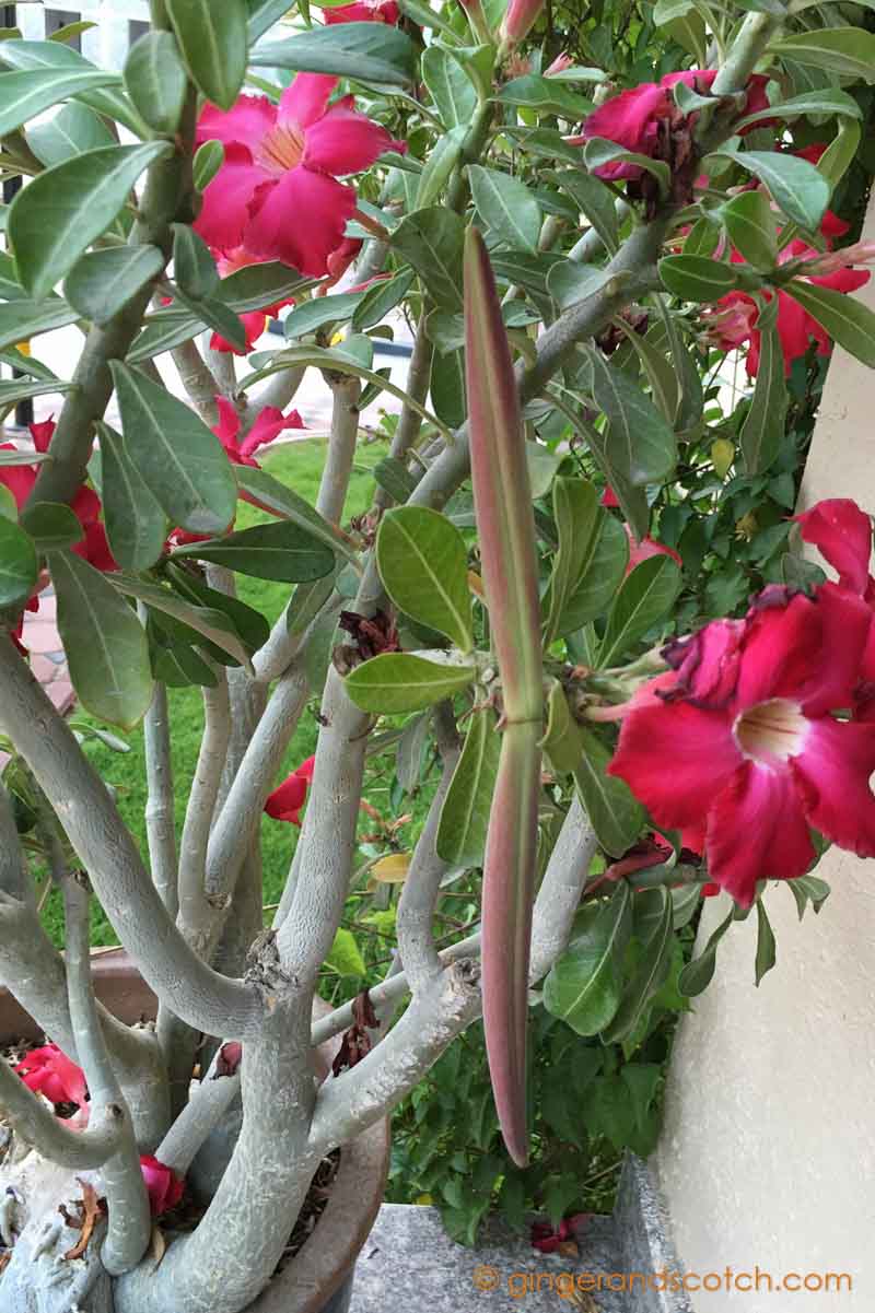 Desert Rose Seed Pod