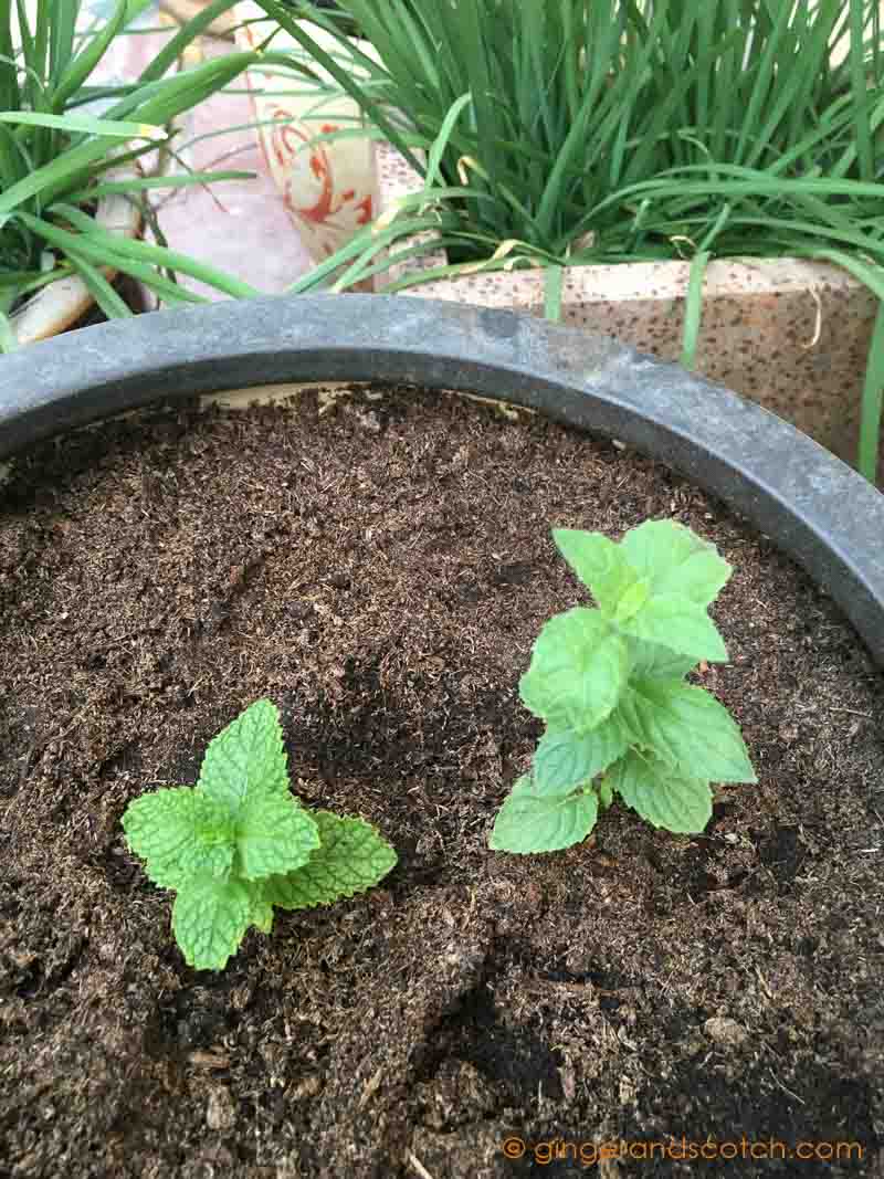 Rooting new mint cuttings