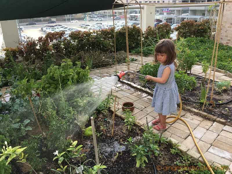 My daughter watering the community rooftop garden - May 2016