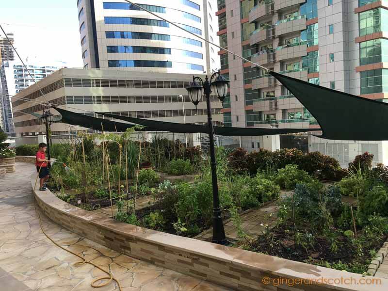 Urban Rooftop Garden Project (in Tecom, Dubai)