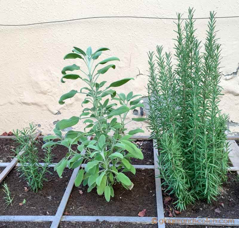 Rosemary and Sage growing well in the ground