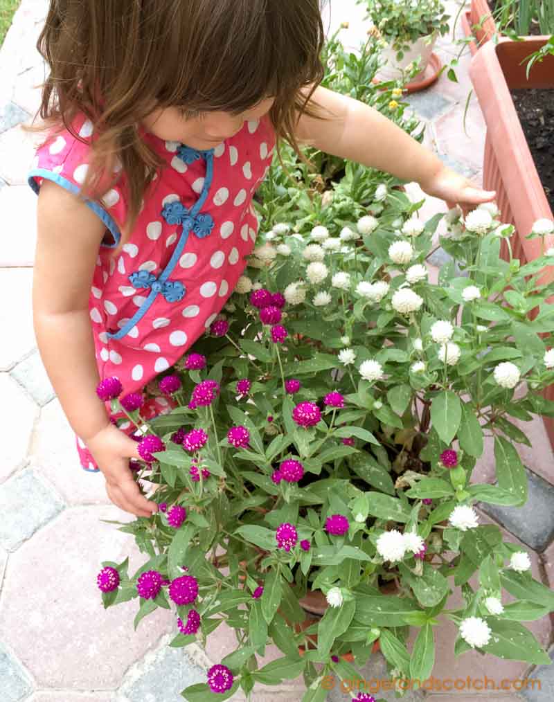 Globe Amaranth - potted in Dubai