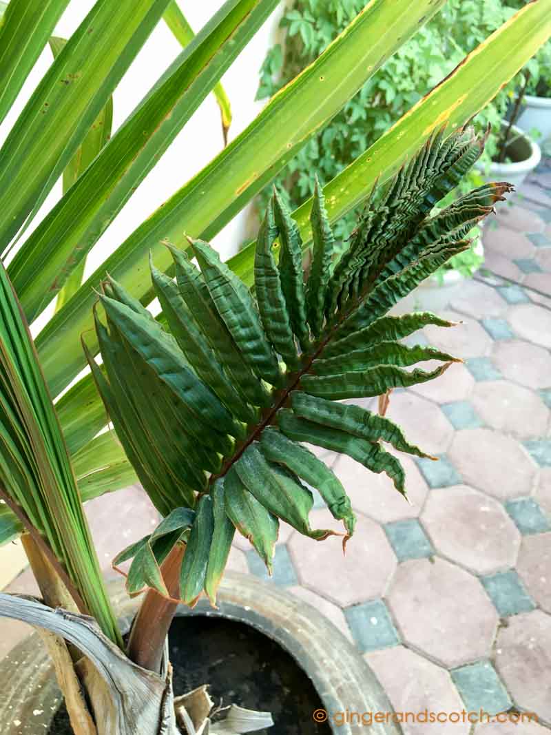 Bottle Palm in Pot - Dubai