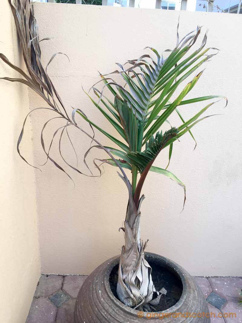 Bottle Palm in Pot - Dubai
