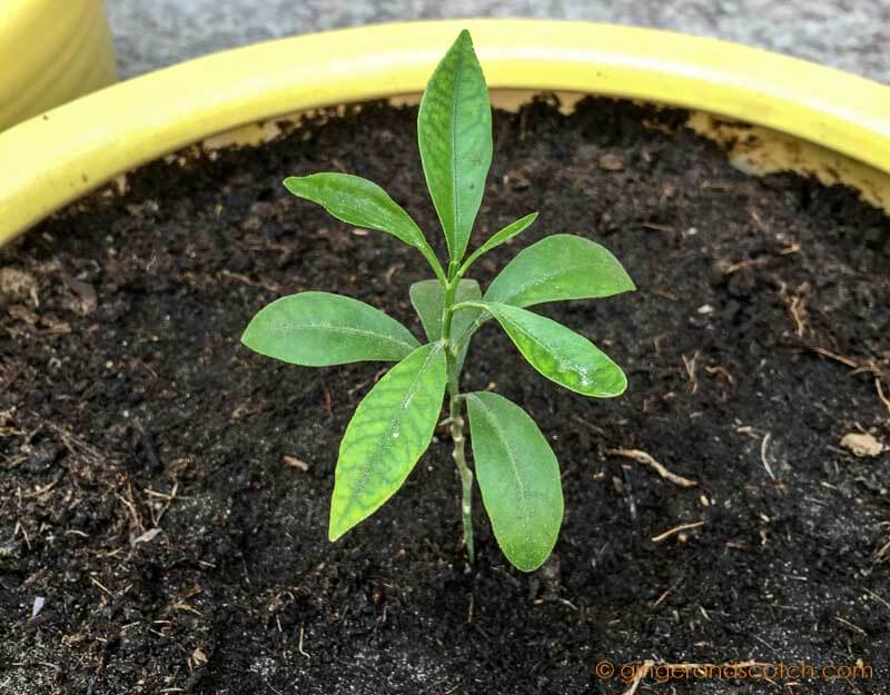 Kumquat Seedling in pot - Dubai