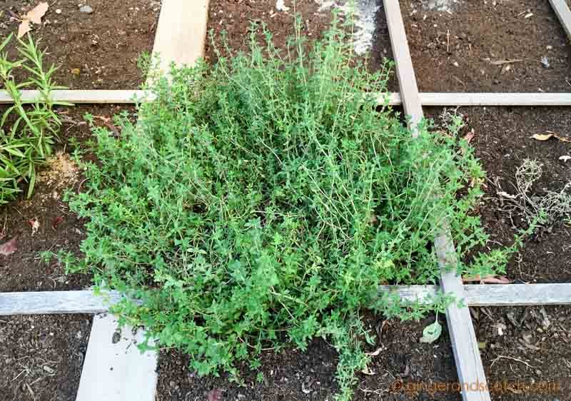 Thyme is growing well in the ground