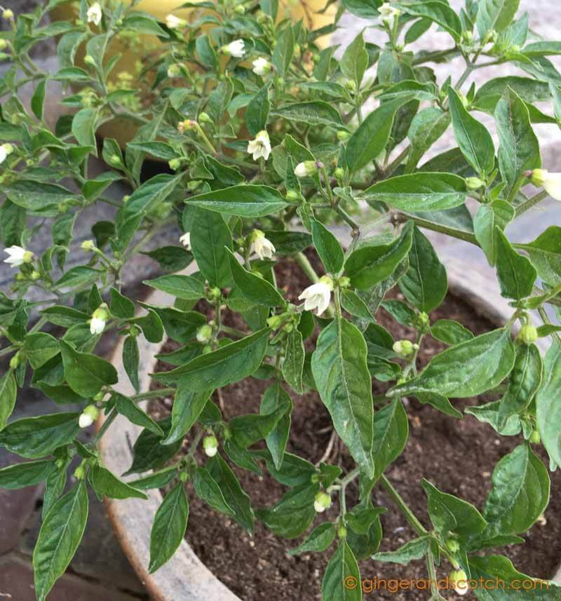 Chili Pepper "Numex Twilight"